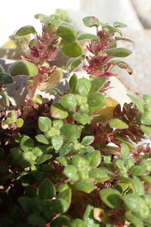 Parietaria cretica \ Kretisches Glaskraut / Cretan Pellitory-of-the-Wall, Samos Mykali 19.4.2017