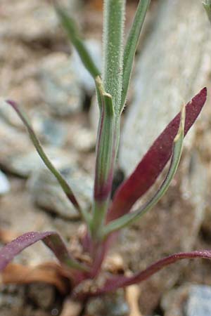 Petrorhagia dubia \ Samt-Felsennelke / Hairy Pink, Velvet Pink, Samos Kokkari 12.4.2017