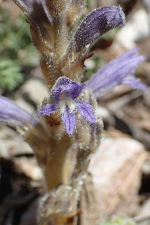 Phelipanche nana \ Kleine Sommerwurz / Dwarf Broomrape, Samos Zoodochos Pigi 11.4.2017