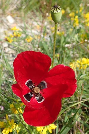 Papaver rhoeas \ Klatsch-Mohn / Common Poppy, Samos Pythagorio 13.4.2017