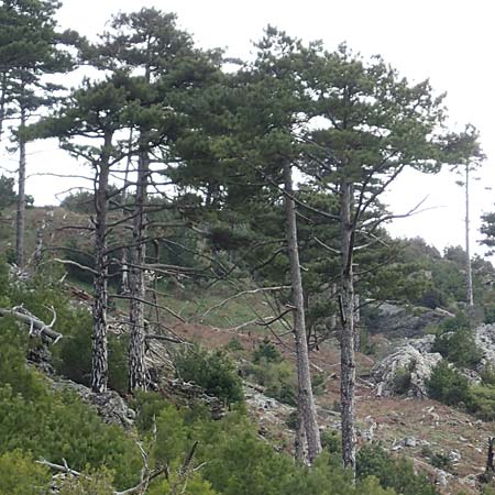 Pinus nigra \ Schwarz-Kiefer / Black Pine, Austrian Pine, Samos Mt. Ambelos 12.4.2017