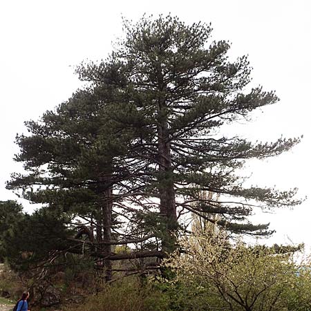 Pinus nigra \ Schwarz-Kiefer / Black Pine, Austrian Pine, Samos Mt. Ambelos 12.4.2017