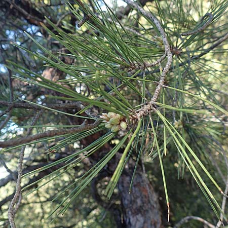 Pinus halepensis \ Aleppo-Kiefer, Strand-Kiefer / Aleppo Pine, Jerusalem Pine, Samos Kallithea 18.4.2017
