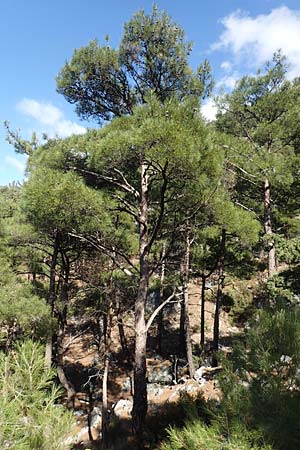 Pinus halepensis \ Aleppo-Kiefer, Strand-Kiefer / Aleppo Pine, Jerusalem Pine, Samos Kallithea 18.4.2017