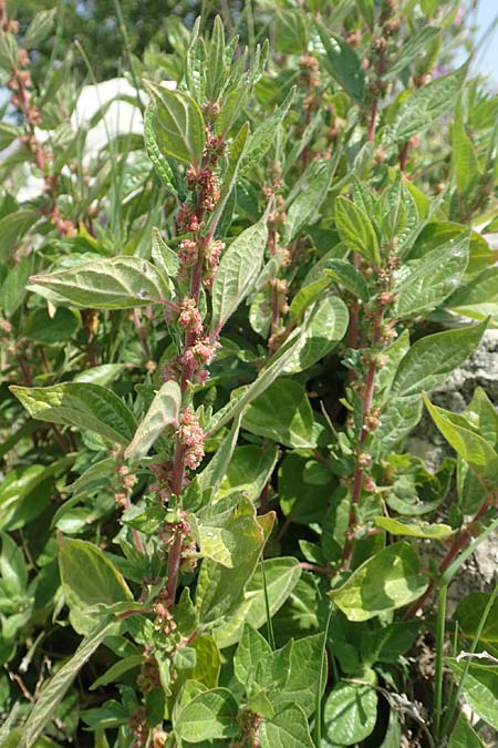 Parietaria judaica \ stiges Glaskraut, Mauer-Glaskraut / Pellitory-of-the-Wall, Samos Ireon 13.4.2017