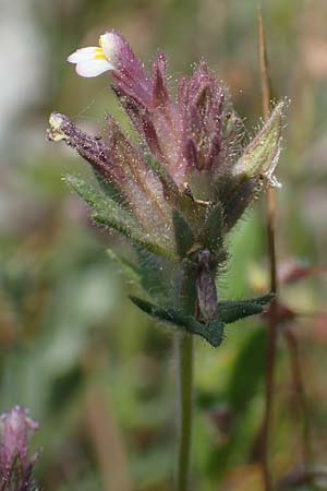 Parentucellia latifolia \ Breitbl�ttrige Parentucellia / Broadleaf Glandweed, Samos Zoodochos Pigi 11.4.2017