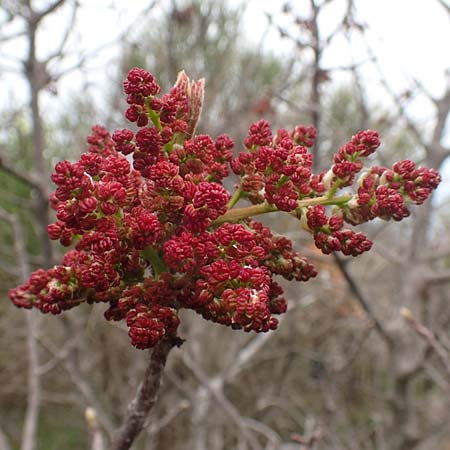 Pistacia lentiscus \ Pistazie / Evergreen Pistache, Samos Mt. Ambelos 12.4.2017