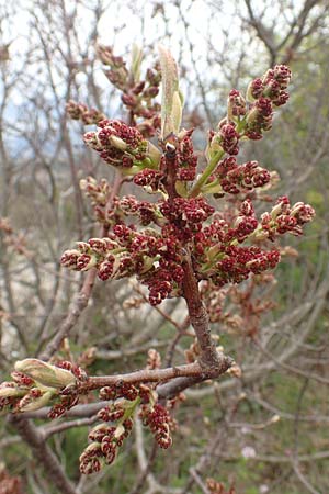 Pistacia lentiscus \ Pistazie / Evergreen Pistache, Samos Mt. Ambelos 12.4.2017