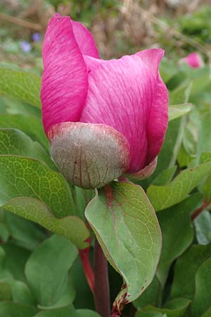 Paeonia mascula \ Groblttrige Pfingstrose / Balkan Peony, Samos Lazaros in Mt. Ambelos 12.4.2017