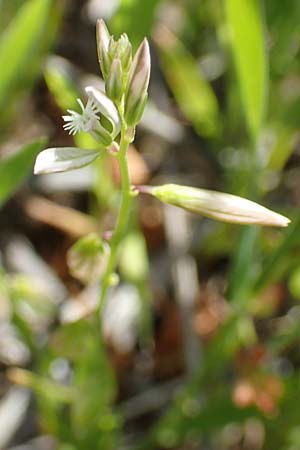 Polygala monspeliaca \ Montpellier-Kreuzblume / Montpellier Milkwort, Samos Mykali 19.4.2017