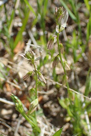 Polygala monspeliaca \ Montpellier-Kreuzblume / Montpellier Milkwort, Samos Mykali 19.4.2017