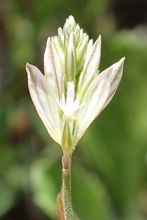 Polygala monspeliaca \ Montpellier-Kreuzblume / Montpellier Milkwort, Samos Mykali 19.4.2017