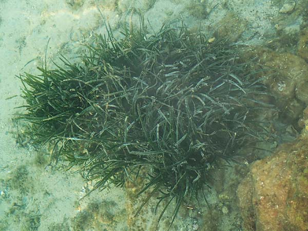 Zostera marina \ Gewhnliches Seegras / Eelgrass, Samos Posidonia 11.4.2017