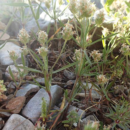 Plantago afra \ Flohsamen-Wegerich / Fleawort, Samos Kamara 16.4.2017