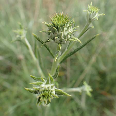 Ptilostemon chamaepeuce \ Scheinfichten-Elfenbeindistel, Samos Kokkari 12.4.2017