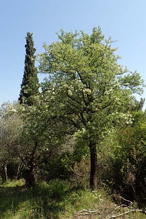 Pyrus spinosa \ Mandelbl�ttrige Birne / Almond-Leaved Pear, Samos Stavrinides 14.4.2017