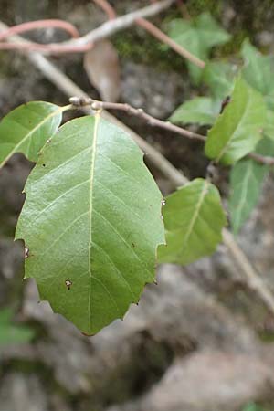 Quercus infectoria \ Aleppo-Eiche, Gall-Eiche / Aleppo Oak, Samos Mt.  Ambelos 12.4.2017