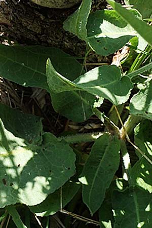 Rumex cristatus \ Griechischer Ampfer, Kammfrmiger Ampfer / Greek Dock, Samos Mykali 19.4.2017