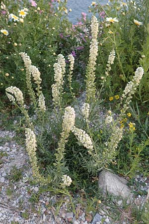 Reseda alba \ Weie Resede / White Mignonette, Samos Myloi 13.4.2017
