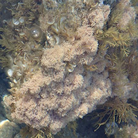 Jania rubens ? \ Feines Korallenmoos / Jania Red Alga, Samos Potami 15.4.2017