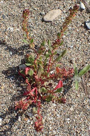 Rumex bucephalophorus \ Stierkopf-Ampfer / Horned Dock, Samos Ireon 13.4.2017