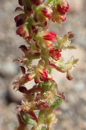 Rumex bucephalophorus \ Stierkopf-Ampfer / Horned Dock, Samos Ireon 13.4.2017