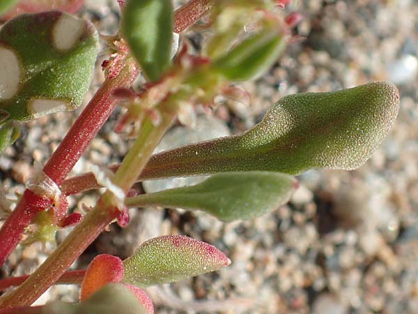 Rumex bucephalophorus \ Stierkopf-Ampfer / Horned Dock, Samos Ireon 13.4.2017