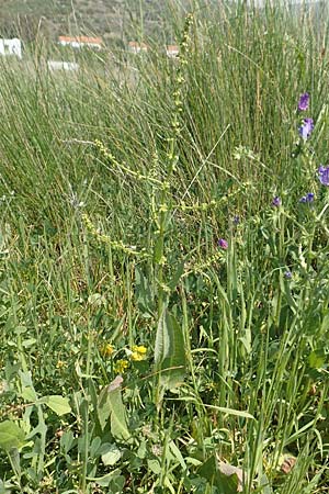 Rumex pulcher \ Sch&ouml;ner Ampfer / Fiddle Dock, Samos Psili Ammos 16.4.2017