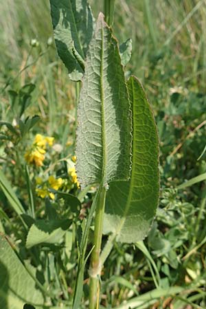 Rumex pulcher \ Sch&ouml;ner Ampfer / Fiddle Dock, Samos Psili Ammos 16.4.2017