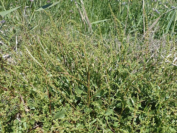 Rumex pulcher \ Sch&ouml;ner Ampfer / Fiddle Dock, Samos Mykali 19.4.2017