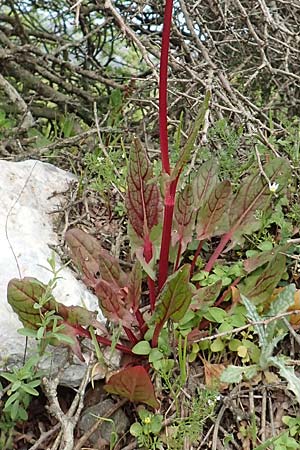 Rumex tuberosus subsp. creticus \ Kretischer Sauer-Ampfer / Cretan Dock, Tuberous-Rooted Dock, Samos Mt.  Ambelos 12.4.2017