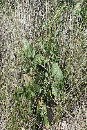 Rumex cristatus \ Griechischer Ampfer, Kammfrmiger Ampfer / Greek Dock, Samos Mykali 19.4.2017