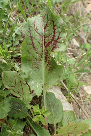 Rumex tuberosus subsp. creticus \ Kretischer Sauer-Ampfer / Cretan Dock, Tuberous-Rooted Dock, Samos Mt.  Ambelos 12.4.2017