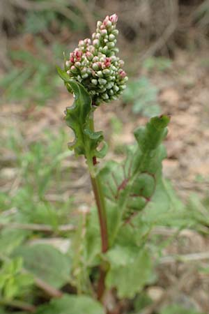 Rumex tuberosus subsp. creticus \ Kretischer Sauer-Ampfer / Cretan Dock, Tuberous-Rooted Dock, Samos Mt.  Ambelos 12.4.2017