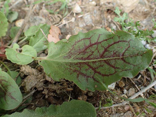 Rumex tuberosus subsp. creticus \ Kretischer Sauer-Ampfer / Cretan Dock, Tuberous-Rooted Dock, Samos Mt.  Ambelos 12.4.2017