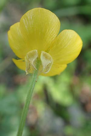 Ranunculus velutinus \ Samtiger Hahnenfu� / Velvet Buttercup, Samos Potami 15.4.2017