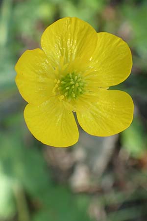 Ranunculus velutinus \ Samtiger Hahnenfu� / Velvet Buttercup, Samos Potami 15.4.2017