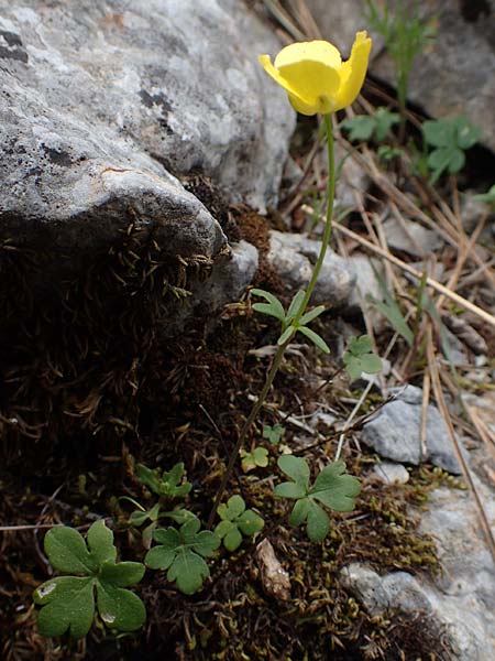 Ranunculus subhomophyllus \ Gleichbl&auml;ttriger Hahnenfu� / Equal-Leaved Buttercup, Samos Lazaros in Mt.  Ambelos 12.4.2017
