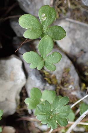 Ranunculus subhomophyllus \ Gleichbl&auml;ttriger Hahnenfu� / Equal-Leaved Buttercup, Samos Lazaros in Mt.  Ambelos 12.4.2017