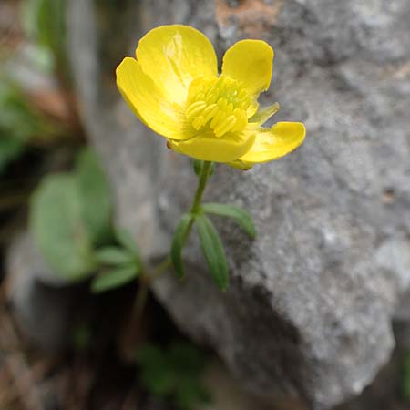 Ranunculus subhomophyllus \ Gleichbl&auml;ttriger Hahnenfu� / Equal-Leaved Buttercup, Samos Lazaros in Mt.  Ambelos 12.4.2017