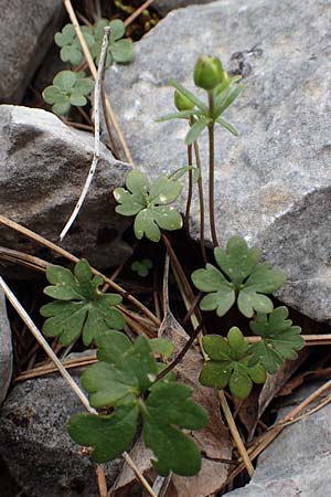 Ranunculus subhomophyllus \ Gleichbl&auml;ttriger Hahnenfu� / Equal-Leaved Buttercup, Samos Lazaros in Mt.  Ambelos 12.4.2017