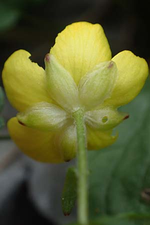 Ranunculus subhomophyllus \ Gleichbl&auml;ttriger Hahnenfu� / Equal-Leaved Buttercup, Samos Lazaros in Mt.  Ambelos 12.4.2017