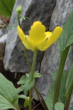 Ranunculus subhomophyllus \ Gleichbl&auml;ttriger Hahnenfu� / Equal-Leaved Buttercup, Samos Lazaros in Mt.  Ambelos 12.4.2017