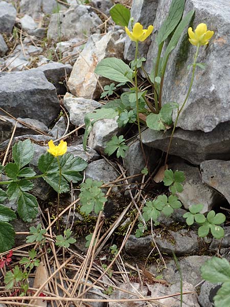 Ranunculus subhomophyllus \ Gleichbl&auml;ttriger Hahnenfu� / Equal-Leaved Buttercup, Samos Lazaros in Mt.  Ambelos 12.4.2017