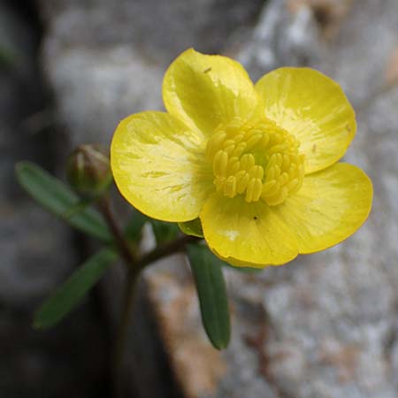 Ranunculus subhomophyllus \ Gleichbl&auml;ttriger Hahnenfu� / Equal-Leaved Buttercup, Samos Lazaros in Mt.  Ambelos 12.4.2017