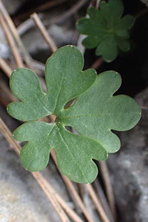 Ranunculus subhomophyllus \ Gleichbl&auml;ttriger Hahnenfu� / Equal-Leaved Buttercup, Samos Lazaros in Mt.  Ambelos 12.4.2017
