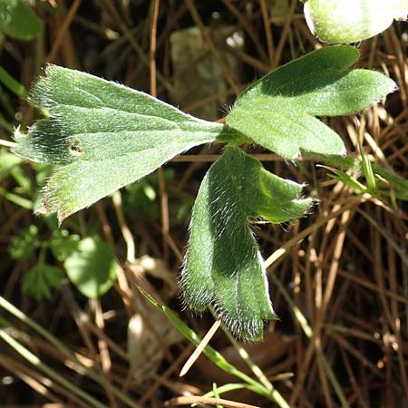 Ranunculus reuterianus \ Reuters Hahnenfu� / Reuter's Buttercup, Samos Kallithea 18.4.2017