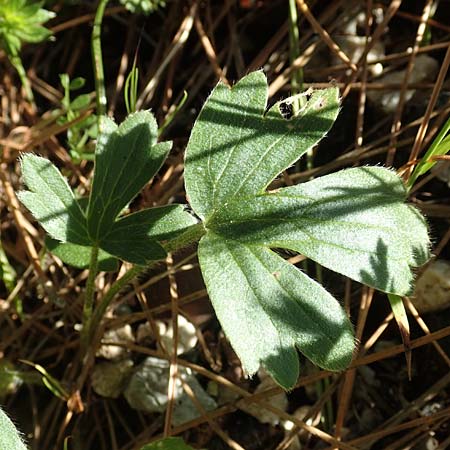Ranunculus reuterianus \ Reuters Hahnenfu� / Reuter's Buttercup, Samos Kallithea 18.4.2017