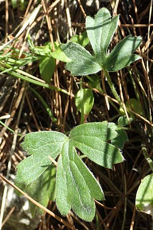 Ranunculus reuterianus \ Reuters Hahnenfu� / Reuter's Buttercup, Samos Kallithea 18.4.2017