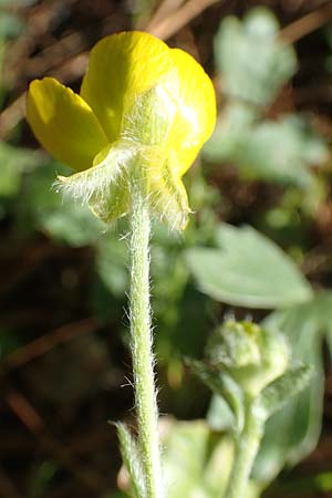 Ranunculus reuterianus \ Reuters Hahnenfu� / Reuter's Buttercup, Samos Kallithea 18.4.2017